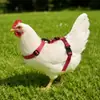 Chaleco portador de aves duradero y resistente a mordeduras con correas ajustables, adecuado para pollos, patos y gansos, para uso en exteriores, evitando que corran y se pierdan