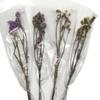 DIY Flor Eterna Nomeolvides Flor Seca Venta al por Mayor Decoración para el Hogar Flor Preservada Apto Regalo de San Valentín Accesorios para Boda