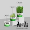 Planta em vaso com grama de gato de macarrão instantâneo, copo de grama de gato fácil de cultivar, sementes, catnip, grama de gato para controle de bolas de pelo, alimento lanche, grama de gato em tigela de macarrão instantâneo