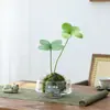Gardenia Hidropónica Bola de Musgo en Maceta Rosa Miniatura Plantas de Oficina Bambú de la Suerte Árbol del Dinero de Escritorio Interior