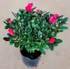 Plántulas de Rododendro Plantas en Maceta con Capullos Interior y Exterior Balcón Fácil de Cultivar Florales Perenne Todo el Año Balcón Patio