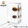 Artesanías de especímenes, insectos reales, escarabajo ciervo, escorpión, escarabajo, araña, regalos de enseñanza de ciencias biológicas, adornos de resina
