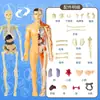 Educação Infantil Educacional Modelo de Esqueleto de Órgão Humano Conjunto Ciência e Educação Alunos do Ensino Fundamental e Médio Montagem DIY Brinquedos Educacionais Científicos