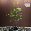 Simulação de alta qualidade cavalo bêbado janela de madeira paisagismo planta interior biônico planta verde árvore decorativa grande árvore falsa paisagem simples