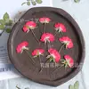 Rosa Lado Prensado Flor de Rosa Flor Prensada Planta de Enseñanza para Niños Pequeños Material de Espécimen Pegamento Flor Seca Funda para Teléfono Móvil DIY