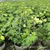 Hortensia Europea de Madera Rosa Flor de Hortensia Europea de Madera Semillero Bola de Nieve Plantas de Maceta para Jardín Resistentes al Frío y al Sol