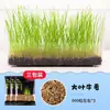 Acuario Semillas de Plantas Acuáticas Plantas Acuáticas Purificación Activa del Agua Decoración de Acuario Purificación Calidad del Agua Paquete de Semillas de Plantas Acuáticas