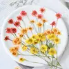 Manzanilla Teñida con Ramas, Flores Secas Multicabezales, Flores Prensadas, Kit de Materiales para Espécimenes de Plantas DIY, Scrapbooking y Resina Epoxi