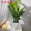 Plantas en maceta Árbol del Dinero en la Sala de Estar Son Fáciles de Cultivar, Plantas Verdes de Follaje Árbol del Dinero para Oficina, Perennes Todo el Año