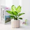 Planta de Marian de hoja perenne en maceta para embellecer el escritorio, purificación del aire interior, plantas y flores de oficina, fácil de cuidar en la sala de estar