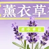 Incienso Repelente de Mosquitos Natural de Citronela para Baño, Incienso de Menta Desodorizante de Larga Duración, Incienso en Espiral Repelente de Mosquitos de Artemisa Herbal
