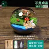 Botella de Paisaje Micro de Suculentas y Musgo de Escritorio Kit de Materiales DIY Manual para Niños Mini Maceta Plantas Verdes
