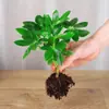 Árvore da Fortuna em Vaso Verde para Interior para Atrair Riqueza, Bonsai para Sala de Estar, Planta Hidropônica Fácil de Cuidar