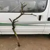 Galhos Secos, Galhos de Árvore Descascados, Arranjos de Flores, Troncos, Arte, Galhos Secos, Galhos Mortos com Galhos, Troncos de Árvore, Galhos de Árvore Criativos, Decoração de Teto