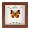 Marco de Fotos con Foto de Espécimen de Mariposa Real Pintura Decorativa Europea y Americana Marco de Fotos Retro DIY Decoración de Mesa para el Hogar Regalo de Cumpleaños Regalo