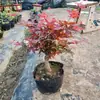 Dropshipping China Japão Bordo Vermelho Planta em Vaso Dançarina Vermelha Três Estações Folhagem Vermelha Pequeno Bonsai Interior Pátio Varanda Escritório