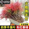 Dropshipping Flame Nandina - Plantas jóvenes en macetas antiguas para sala de estar, plantas verdes para patio interior y exterior, de pie, fáciles de mantener y resistentes al calor.