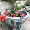 Dropshipping Estanque de nenúfares Tanque de peces Bloque de raíces de nenúfar con brotes Planta hidropónica en maceta para todo el año Tamaño de patio Dormir