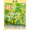 Plántulas de Osmanthus, Plantas en maceta de flor de Osmanthus de cuatro estaciones, Plántulas de Osmanthus de agosto, Árboles de Osmanthus dorado, Fáciles de cultivar en interiores, Patio de Osmanthus en flor
