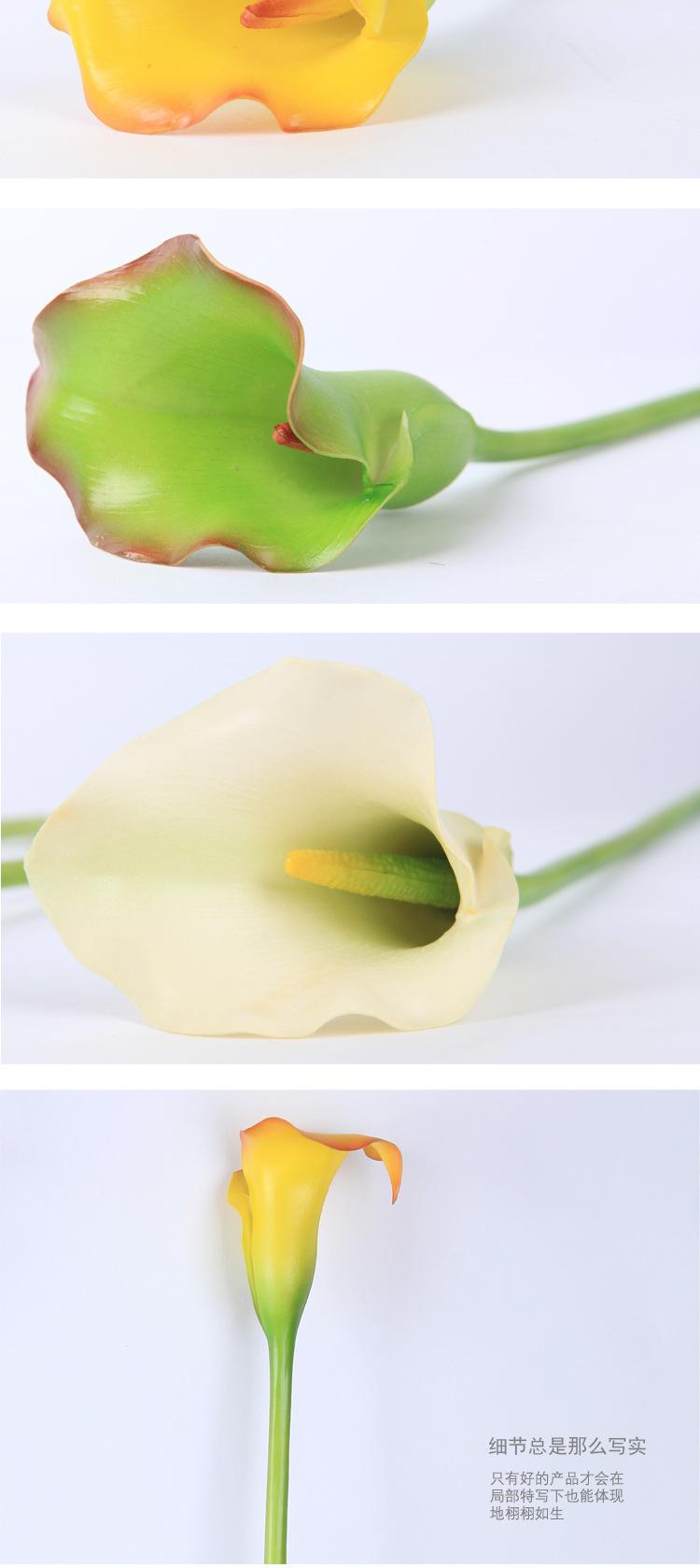 单枝马蹄莲5