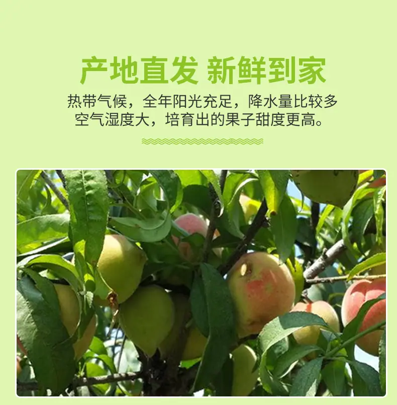 山东红皮水蜜桃 代发3/5斤红毛桃中大果香甜多汁礼盒鲜桃新鲜水果详情图6