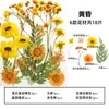 Marcador de Flores Secas Espécimen de Planta Película Selladora Botella Flores Prensadas Recolectadas en Otoño Material Hecho a Mano DIY Flor Transparente
