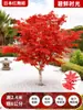 Venta al por mayor Plántulas de Arce Rojo Japonés Cuatro Estaciones Wumei Rojo Plantación en Suelo de Patio Árboles Grandes Resistentes al Frío Plantas de Forestación para Exteriores Viento