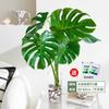Dropshipping Monstera Deliciosa Planta Hidropónica Interior Sala de Estar Follaje Perenne Planta Verde Pila Vieja Hojas Grandes Fácil de Cultivar