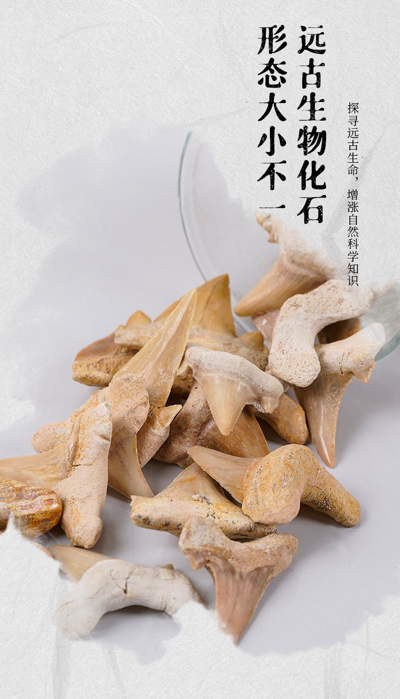 化石模板_07.jpg