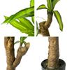 2.1 m Planta Verde Artificial Nórdica Simulada en Maceta Planta Falsa Árbol Sangre de Dragón de Hierro de Brasil Decoración Suave para el Hogar Ventana Piso