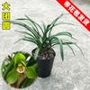 Orquídea de Primavera Reunión Feliz Pétalos de Loto Fragantes Plántulas de Orquídea Enana Oficina Balcón Dormitorio Planta Verde Plantas en Maceta