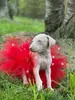 Disfraz Europeo y Americano para Mascota Color Block Oso Salsa Falda Fiesta de Gato Fiesta Disfraz Perro Día de Halloween Falda Salsa