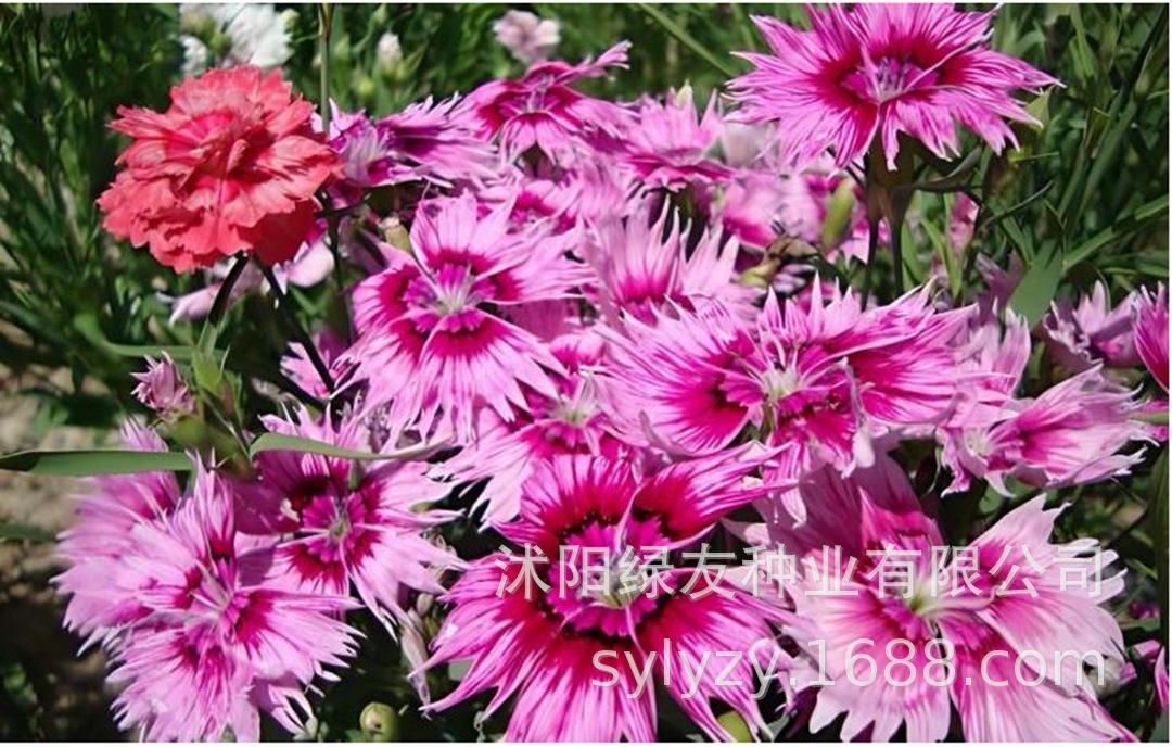 批发瞿麦种子 瞿麦 地被花海