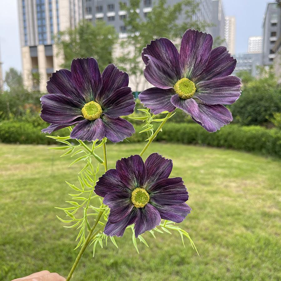 3头莫奈格桑花-sxrmzx-深紫红.JPG
