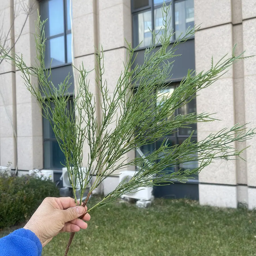 5叉把束芦荀草(高约64cm)-浅绿 2.5元.JPG