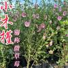 Paleta de Flor de Hibisco Pequeña Planta de Flor en Maceta Interior Balcón Patio Plantación en Suelo con Tierra Enviada Fácil de Alimentar Plantas Verdes