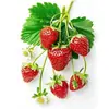 Pegatinas Impermeables para Cocina con Atractivo Diseño de Fresas, Pegatinas para Refrigerador, Pegatinas para Vidrio de Gabinetes de Restaurante