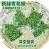 Pimenta de Videira Fresca de Sichuan Chongqing, Pimenta Verde de Sichuan de Chongqing, Pimenta Fresca Embalada a Vácuo Fresca 350g, Pimenta de Sichuan Grau Comercial