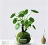 Planta verde em formato de bola de musgo para mesa de escritório interna, plantas hidropônicas pequenas em vasos, fácil de cuidar, micro paisagem inspirada em Zen para decoração de mesa de centro