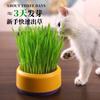 Sementes de grama para gatos, caixa hidropônica de grama para gatos, petiscos para gatos, removedor natural de bolas de pelo, vaso de grama para gatos, pessoa preguiçosa, estoque pronto, atacado.