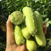 Semillas al por mayor Semillas de Pepino Fruta de Jade Blanco Semillas de Verdura Se Pueden Comer Crudas o Cocidas alrededor de 50 Piezas