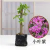 Planta Pote Buganvília, Floresce o Ano Todo, Trepadeira Roxa de Yunnan, Flor Dupla, com Terra Original, Cereja Verde, para Jardim e Varanda