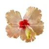 Grampo de Cabelo Flor de Hibisco Linda Novo Estilo Transfronteiriço Havaí Moda Estilo Férias Franja Presilha Lateral Clipe para Foto na Praia