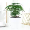 Plantas em Vasos Verdes, Aspargo Grande, Escritório Sala de Estar, Flores Purificadoras de Ar, Plantas Fáceis de Cuidar, Bonsai, Plantas e Flores Fáceis de Cultivar