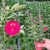 Flor de Hibisco al por Mayor Mini Bonsái en Maceta Rosa Rosa Floreciente Todo el Año Rosa Miniatura Otro Hibisco Japón