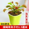 Planta Jarra Repelente de Mosquitos Planta Verde Captura de Insectos Diversión Planta Carnívora Fácil de Cuidar Planta de Trampa de Venus para Escritorio de Interior Planta en Maceta