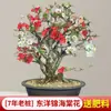 Planta de Begonia en Maceta con Capullos de Flor, Planta Verde Resistente para Sala de Estar, Bonsái, Adecuada para Uso en Interiores y Exteriores