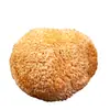 Cogumelo Seco Hericium Erinaceus, Hericium Erinaceus de Gutian, Especialidade Local, Não Silvestre, Fresco, Sem Enxofre, Ingrediente para Sopa, Cogumelo Comestível