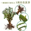 Plántulas de Rosa Muy Fragantes, Flores para Balcón con Portainjerto Viejo, Florecen en Todas las Estaciones, Adecuadas para Plantar en Interiores y Jardín, Plantas de Rosa en Maceta