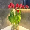 Planta de Tulipa Hidropônica em Vaso Pacote Grande de Bulbos Floridos Flores Bulbosas Resistentes ao Frio de Varanda de Inverno Venda Direta do Fabricante